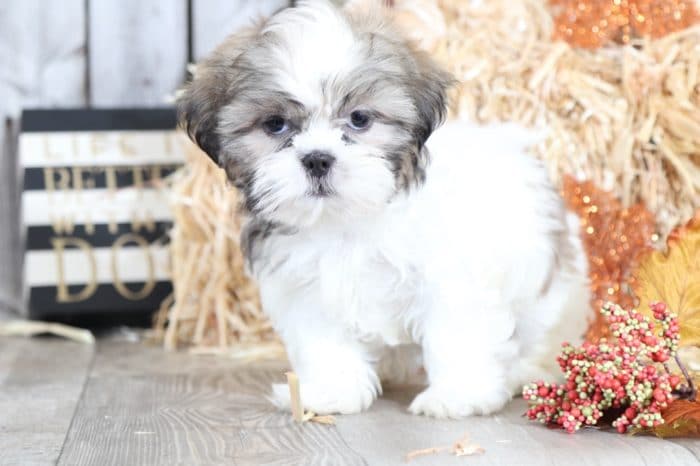 Decker - Affectionate, male, Shih Tzu - Image 3