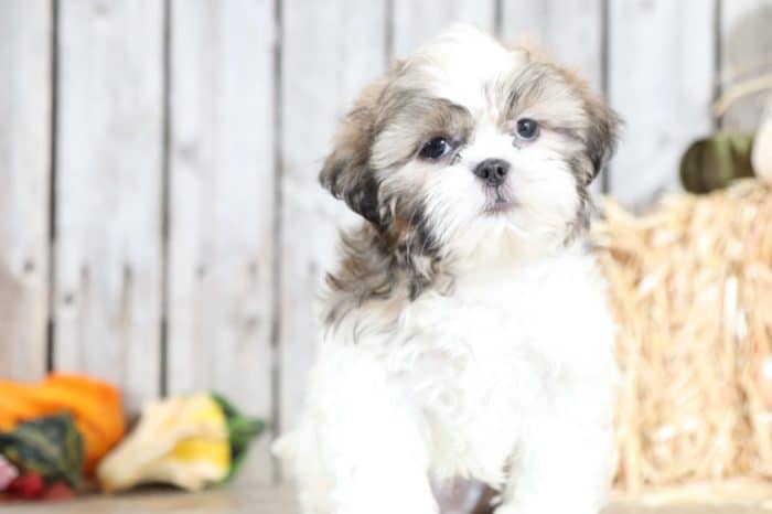 Decker - Affectionate, male, Shih Tzu - Image 4