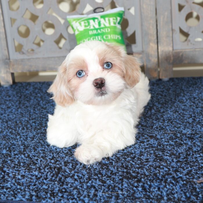 Delilah-Stunning Blue Eyed Shih-poo Puppy - Image 2