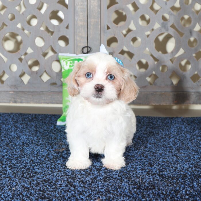 Delilah-Stunning Blue Eyed Shih-poo Puppy - Image 3