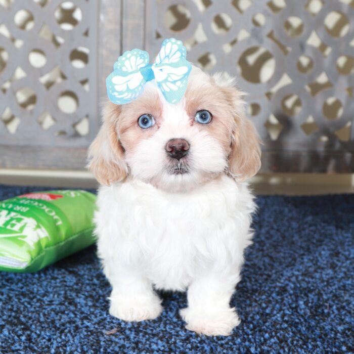 Delilah-Stunning Blue Eyed Shih-poo Puppy - Image 4