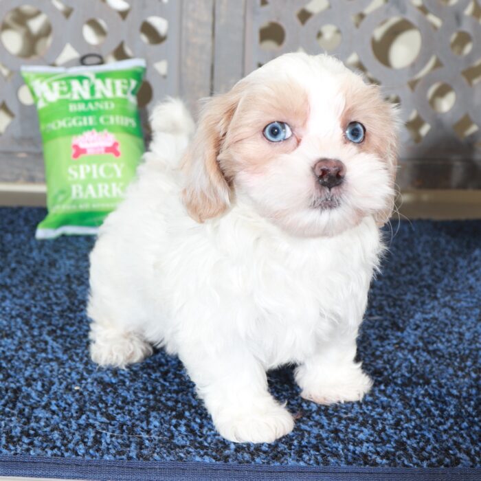 Delilah-Stunning Blue Eyed Shih-poo Puppy - Image 5