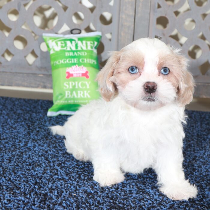 Delilah-Stunning Blue Eyed Shih-poo Puppy - Image 6