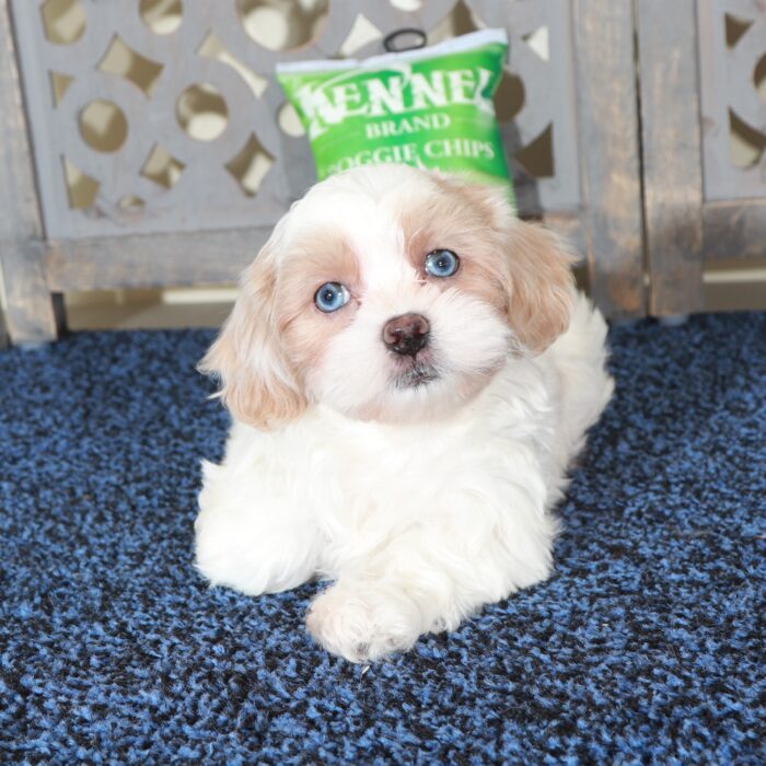 Delilah-Stunning Blue Eyed Shih-poo Puppy - Image 7