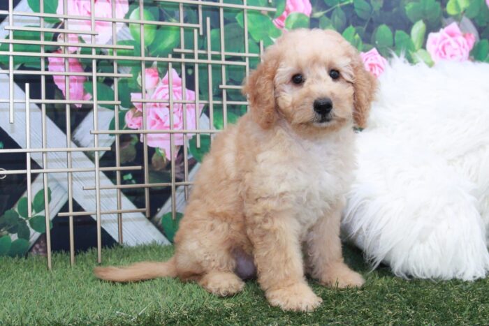 Demi- Gorgeous Mini Female F1B Goldendoodle Puppy - Image 4