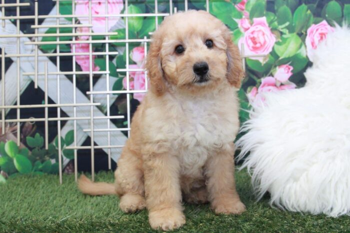 Demi- Gorgeous Mini Female F1B Goldendoodle Puppy - Image 2