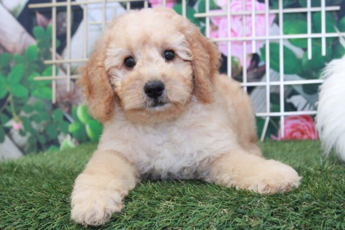 Demi- Gorgeous Mini Female F1B Goldendoodle Puppy