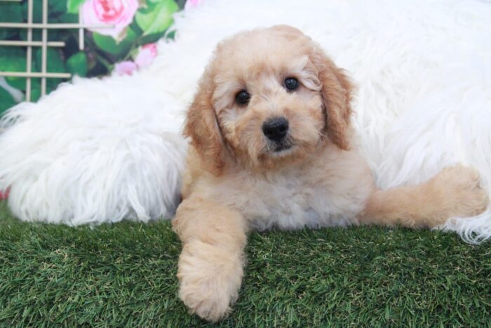 Demi- Gorgeous Mini Female F1B Goldendoodle Puppy - Image 3