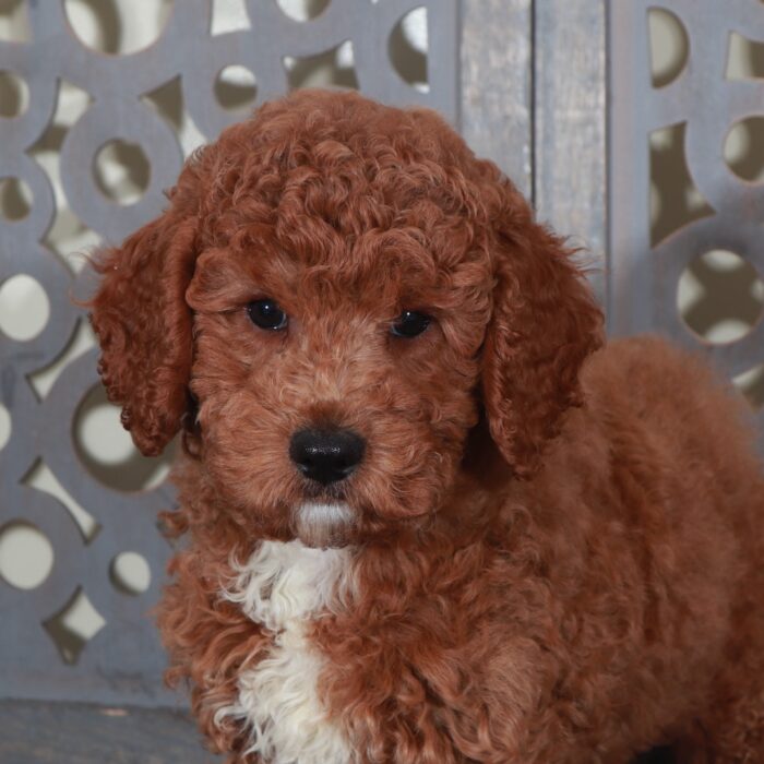 Denali-Handsome Red F1B Mini Goldendoodle Puppy