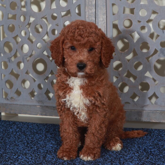 Denali-Handsome Red F1B Mini Goldendoodle Puppy - Image 2