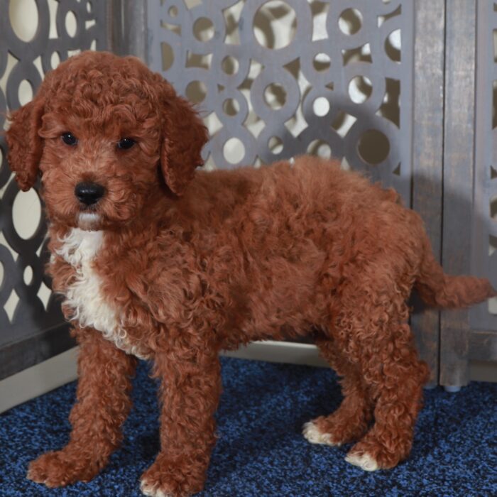 Denali-Handsome Red F1B Mini Goldendoodle Puppy - Image 3