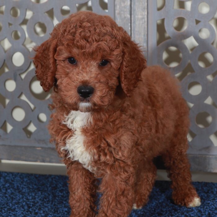 Denali-Handsome Red F1B Mini Goldendoodle Puppy - Image 4