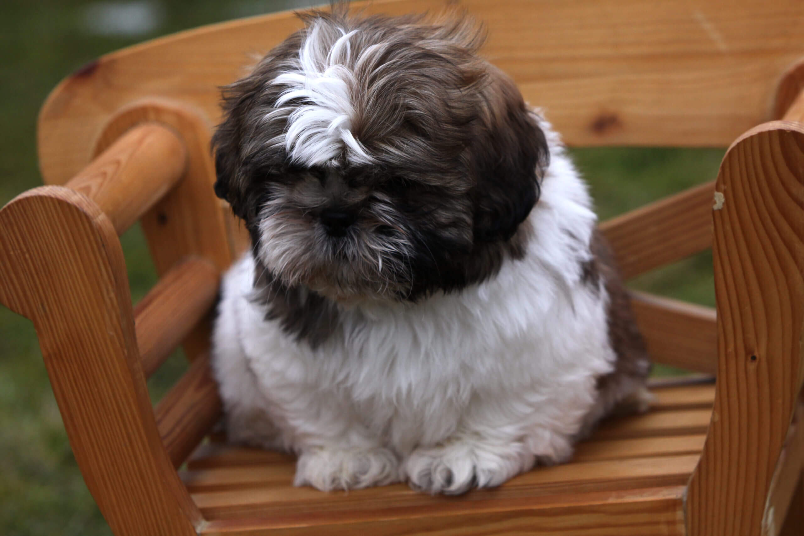 shih tzus