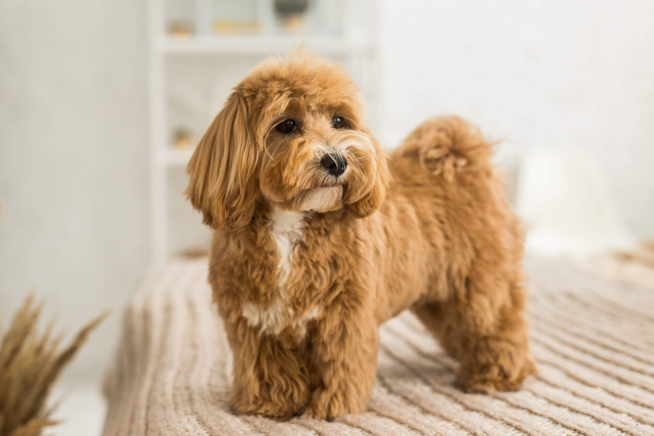 Cavapoo dog breed