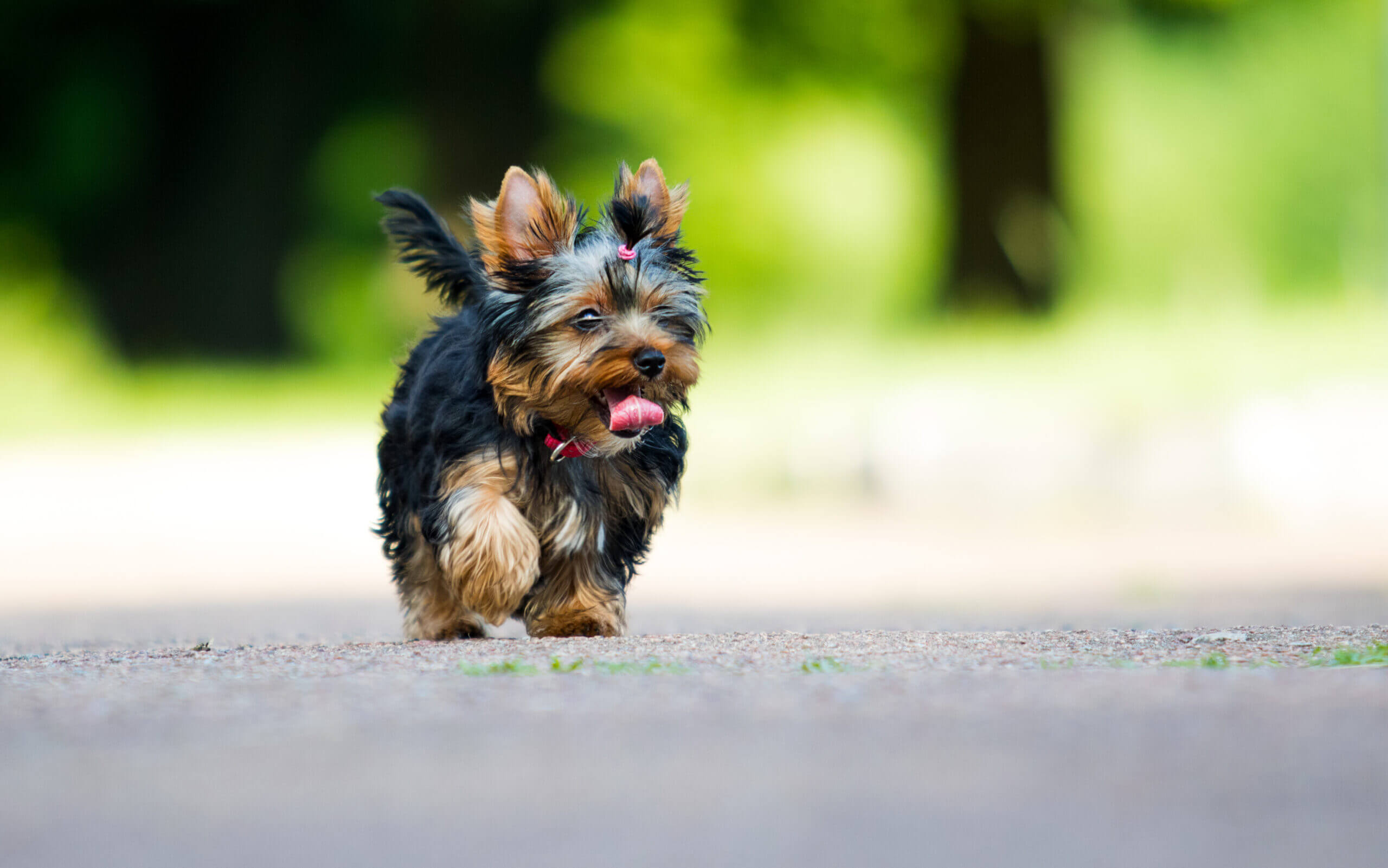 yorkies