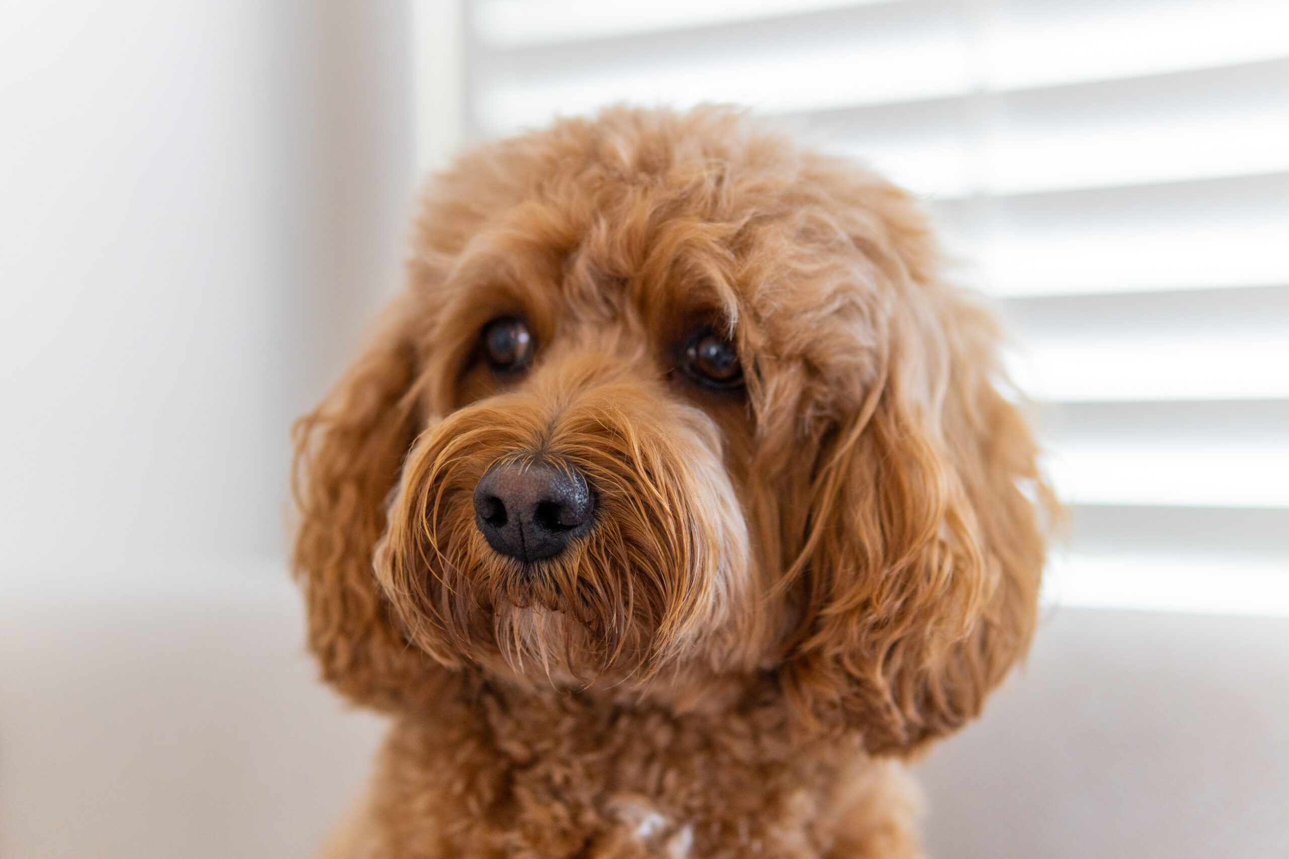 cavapoo