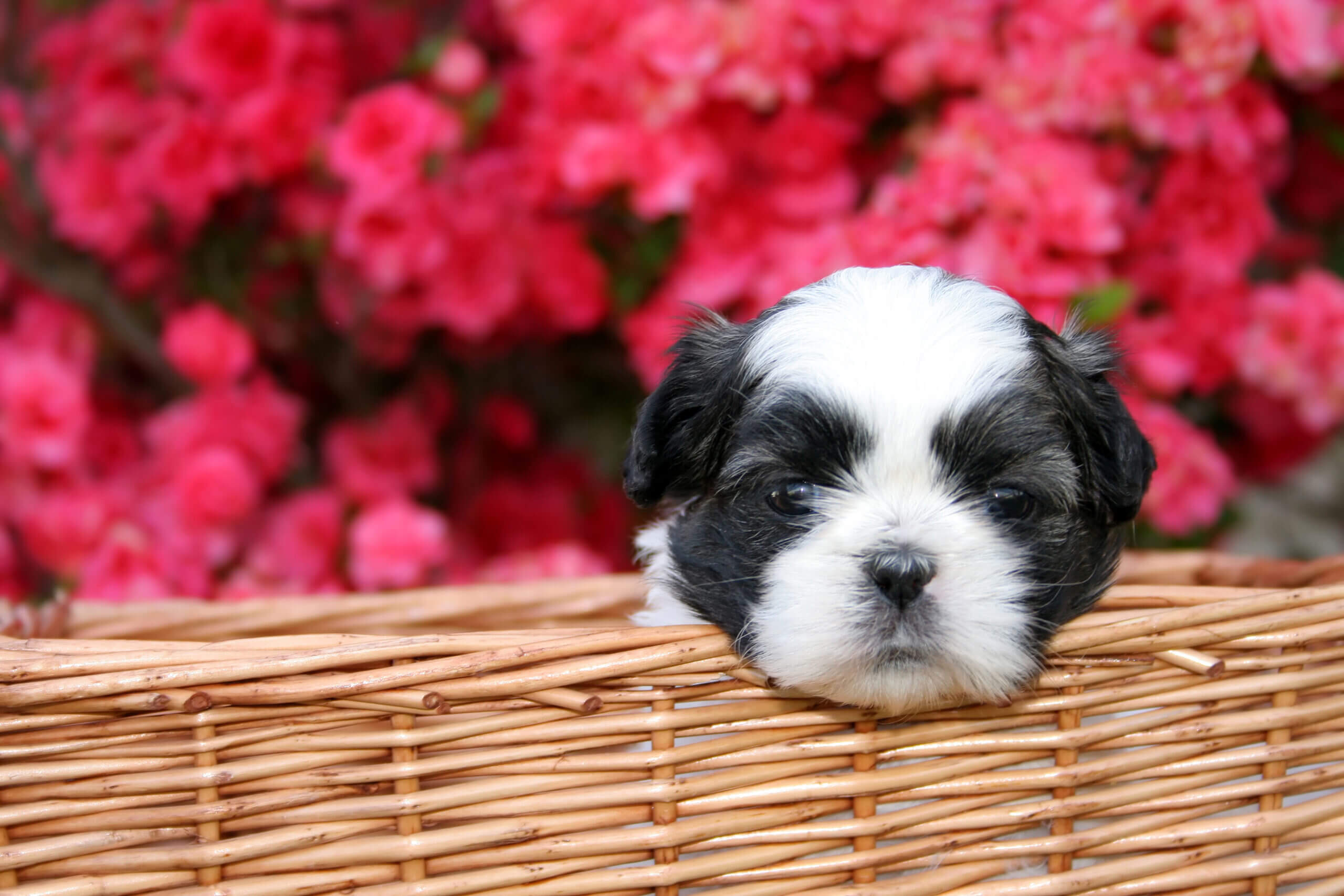 shih tzu