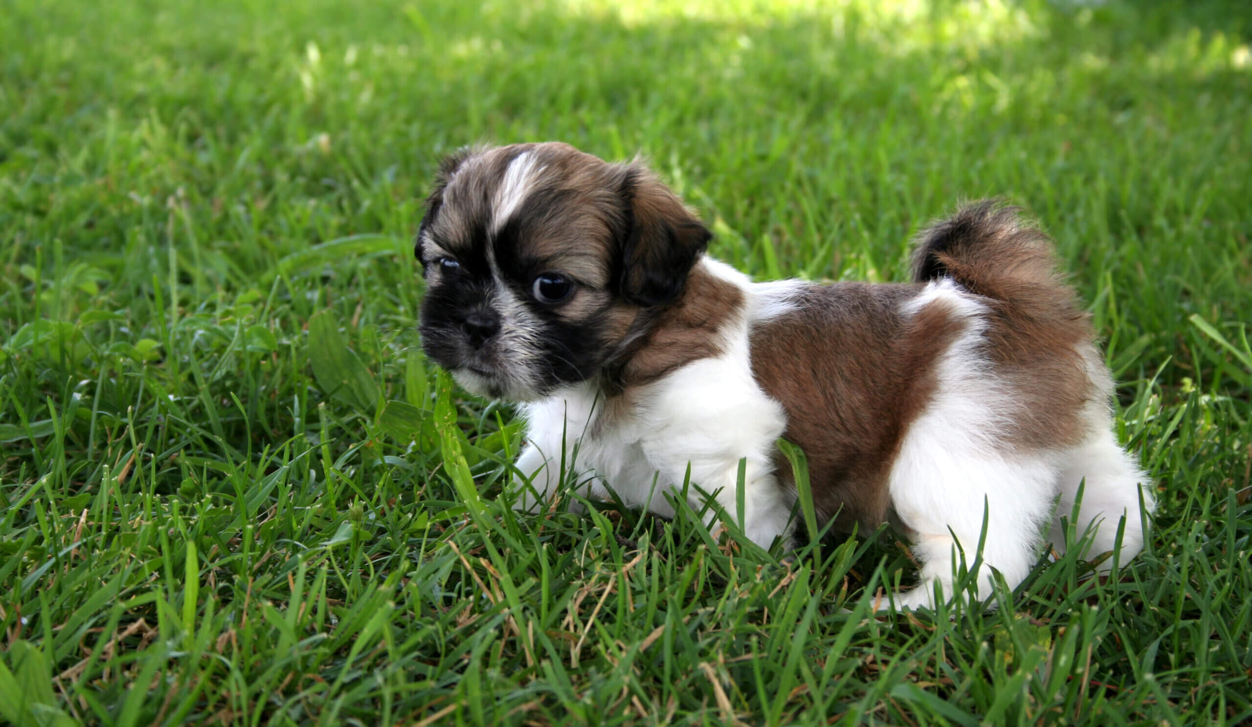 shih tzu dog breed