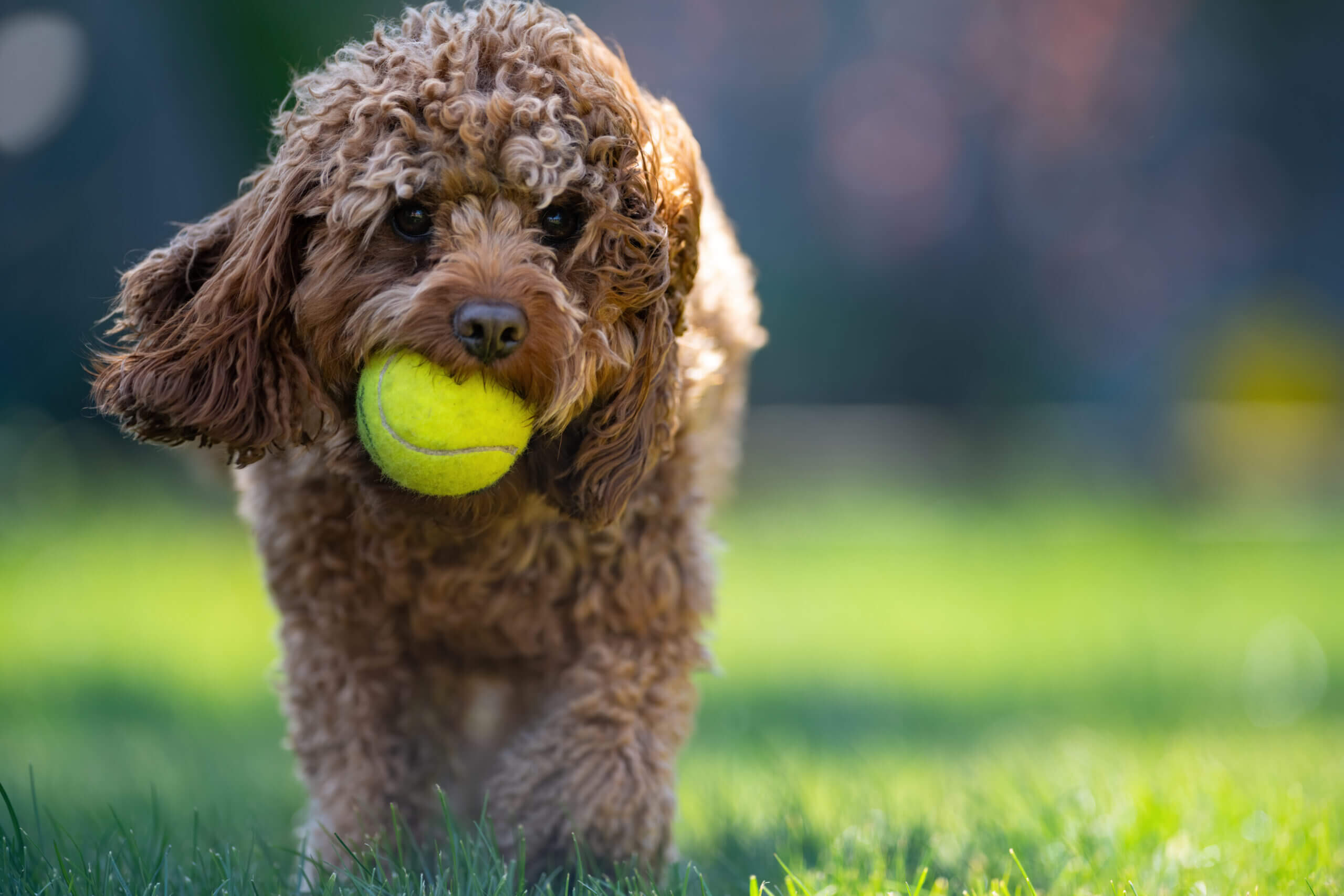 Cavapoo dog