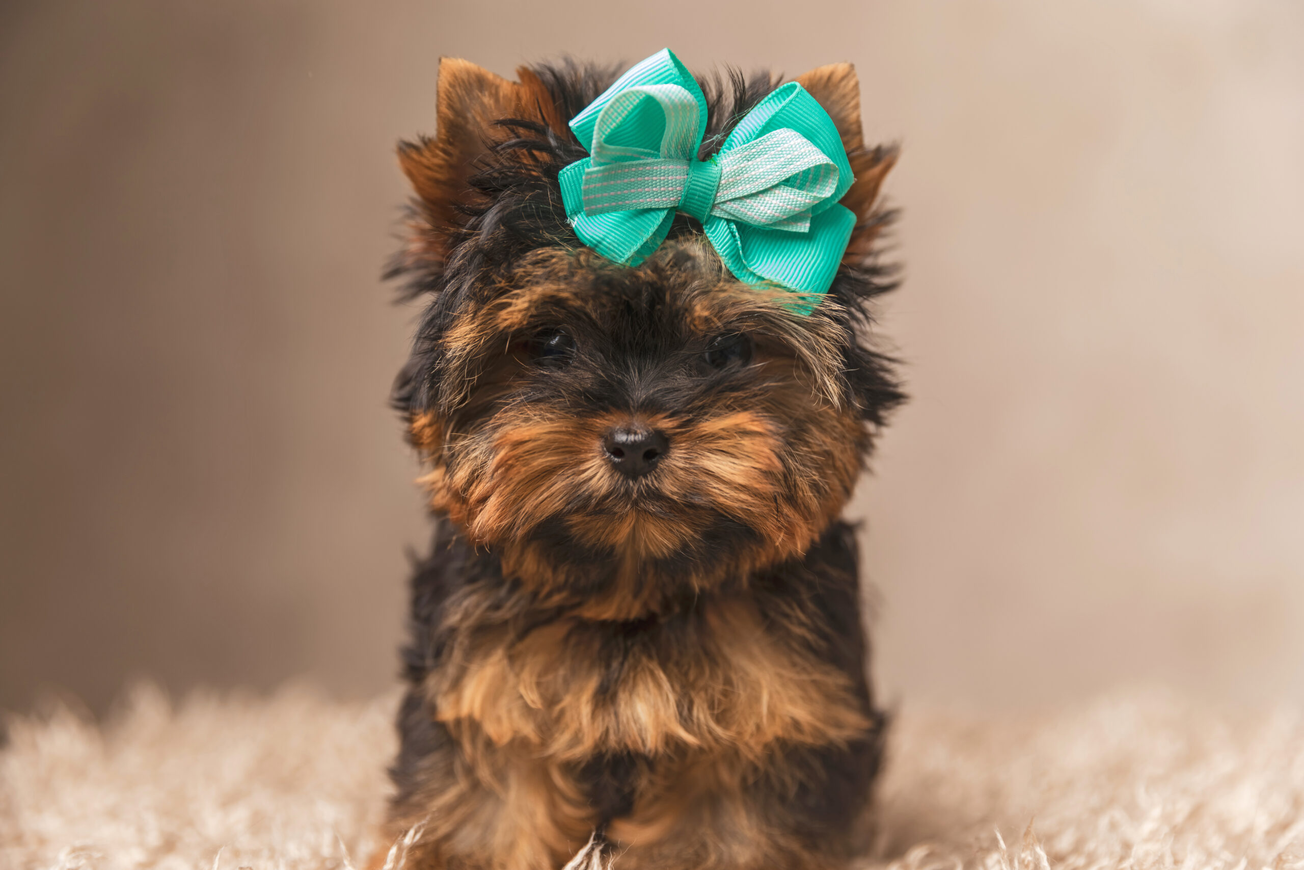 yorkie dog breed