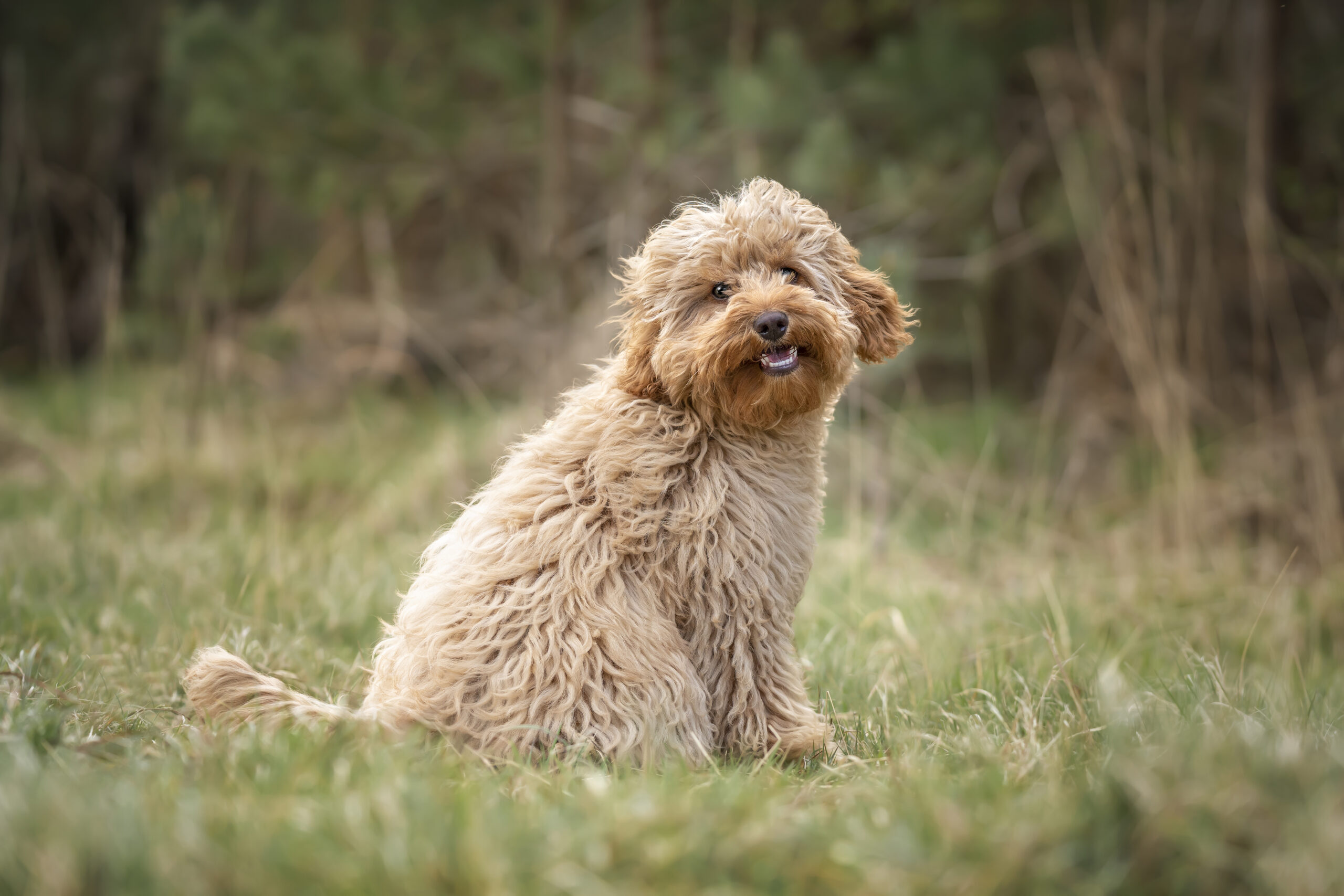 cavapoos