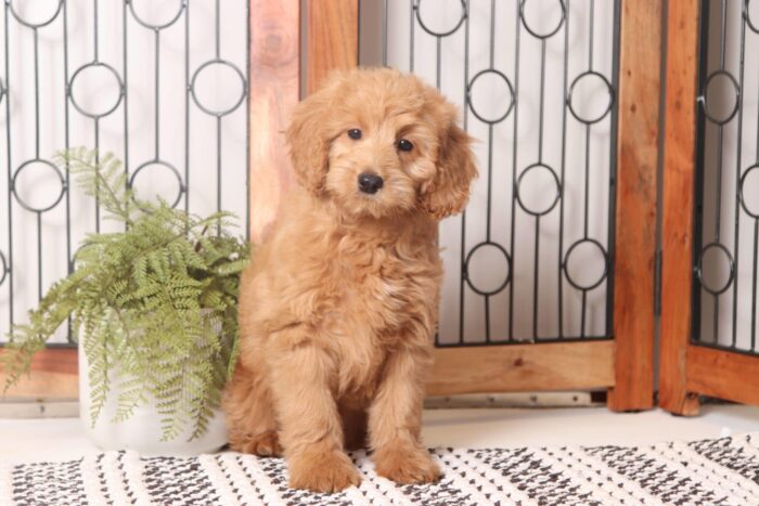 Dev - Stunning Red Mini Female F1B Goldendoodle