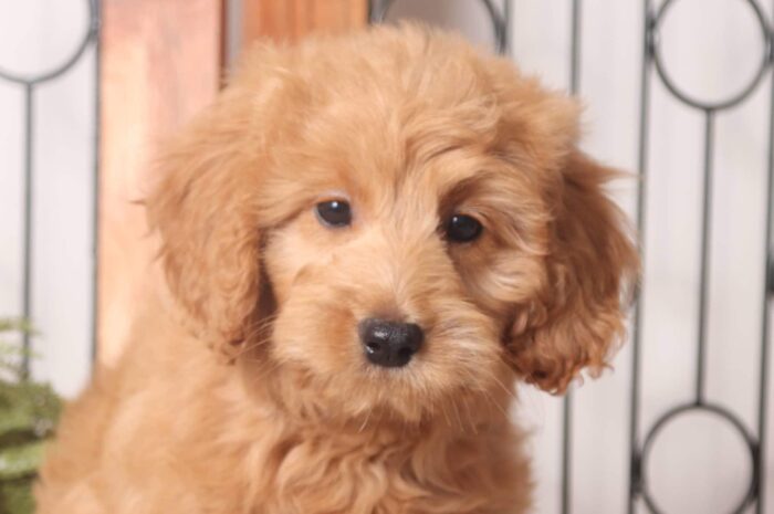 Dev - Stunning Red Mini Female F1B Goldendoodle - Image 2