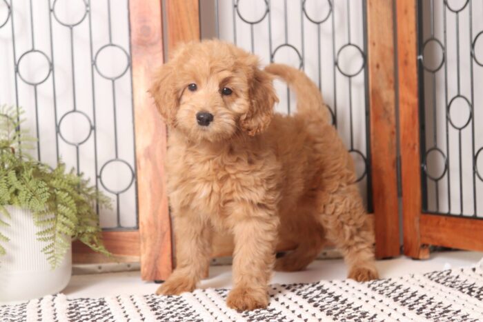 Dev - Stunning Red Mini Female F1B Goldendoodle - Image 3