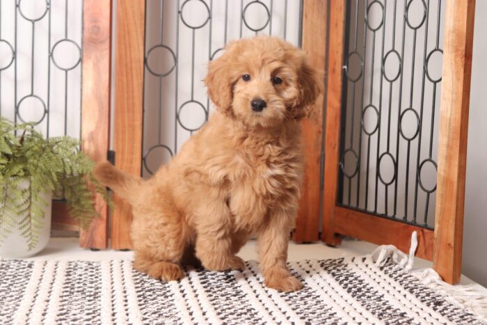 Dev - Stunning Red Mini Female F1B Goldendoodle - Image 4