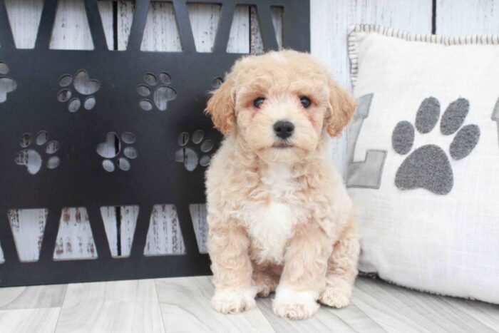 Dewey- Energetic Apricot Male Poochon Puppy