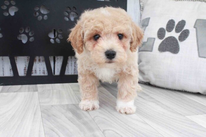 Dewey- Energetic Apricot Male Poochon Puppy - Image 2