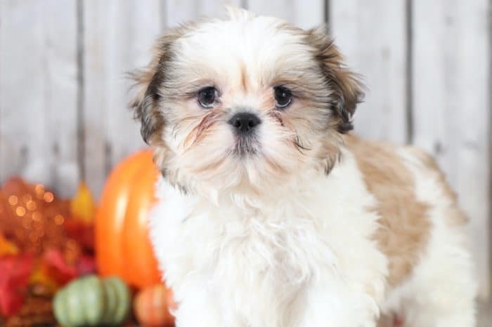 Diego - Dapper Shih Tzu