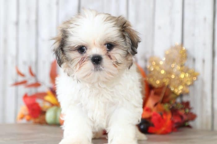 Diego - Dapper Shih Tzu - Image 3