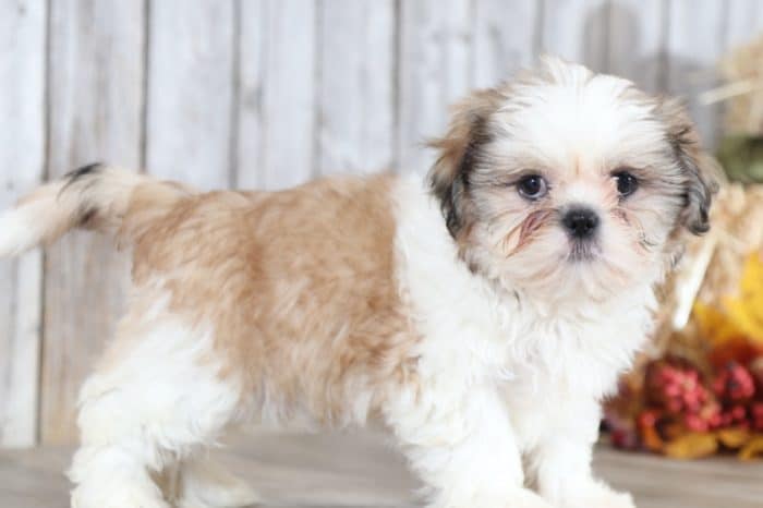 Diego - Dapper Shih Tzu - Image 4