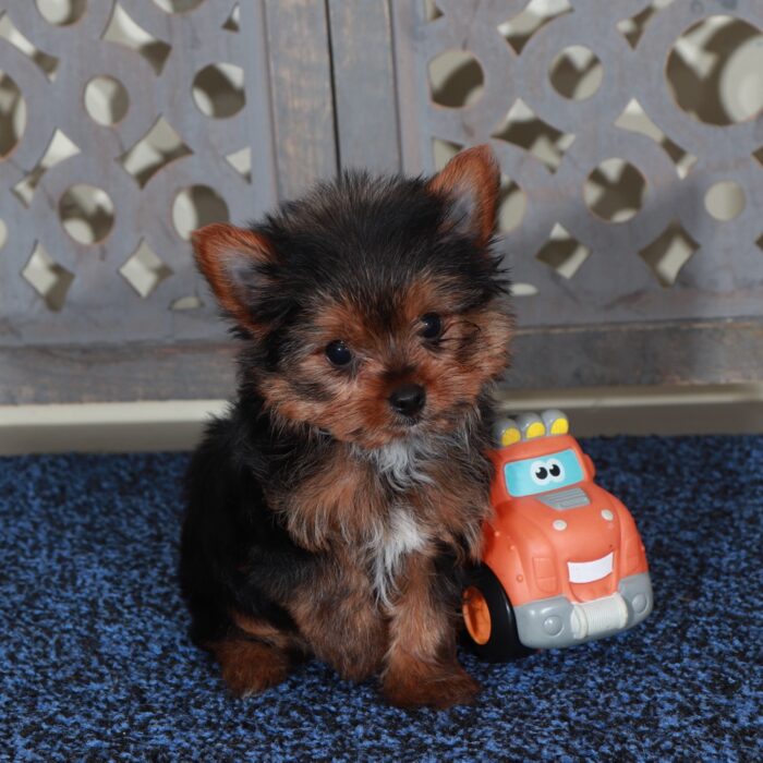 Dino-Precious Male Teacup Yorkie