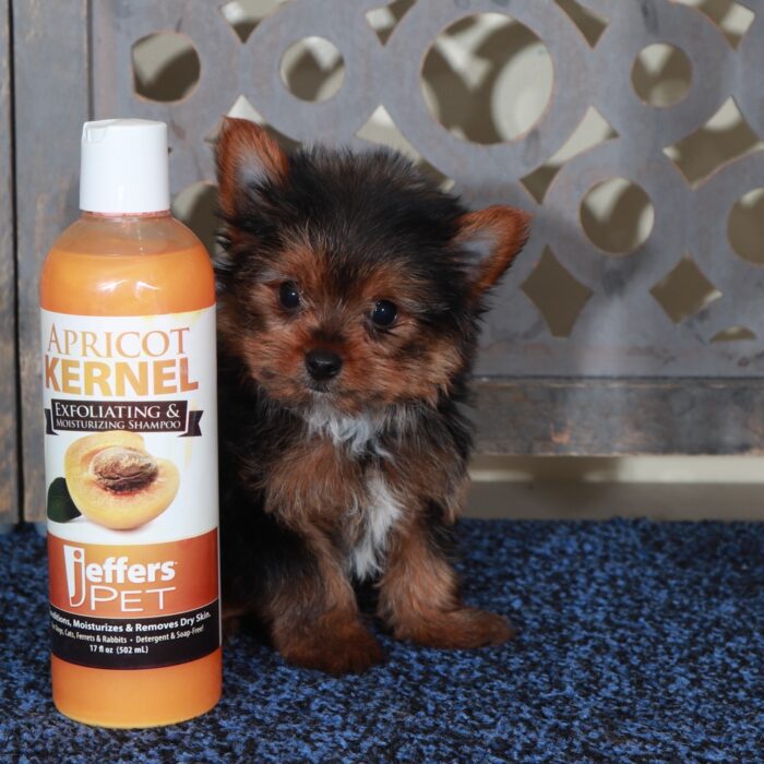 Dino-Precious Male Teacup Yorkie - Image 2