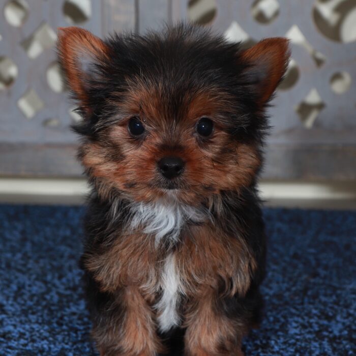 Dino-Precious Male Teacup Yorkie - Image 3