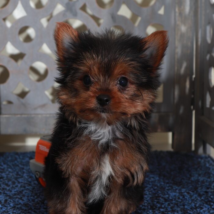 Dino-Precious Male Teacup Yorkie - Image 5