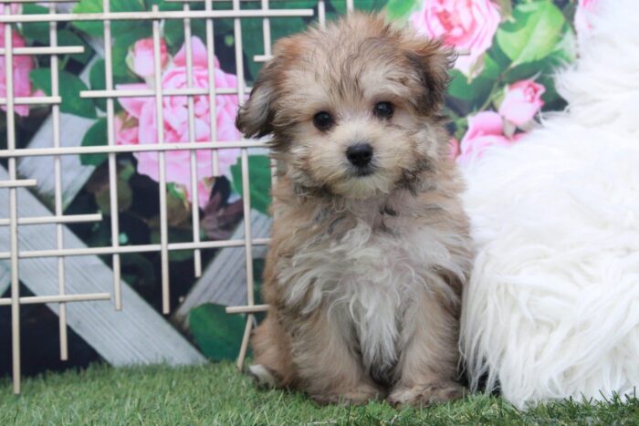 Donovan - Adventurous Male Morkie Puppy