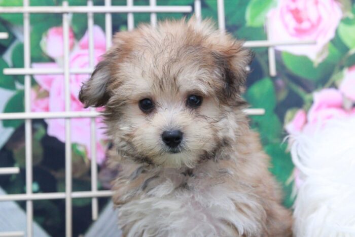 Donovan - Adventurous Male Morkie Puppy - Image 2