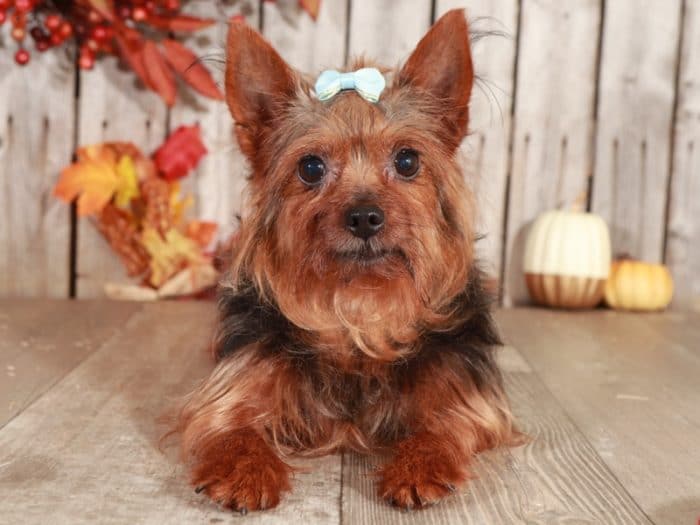 Dottie - Precious TOY Yorkie (Rescue) - Image 8