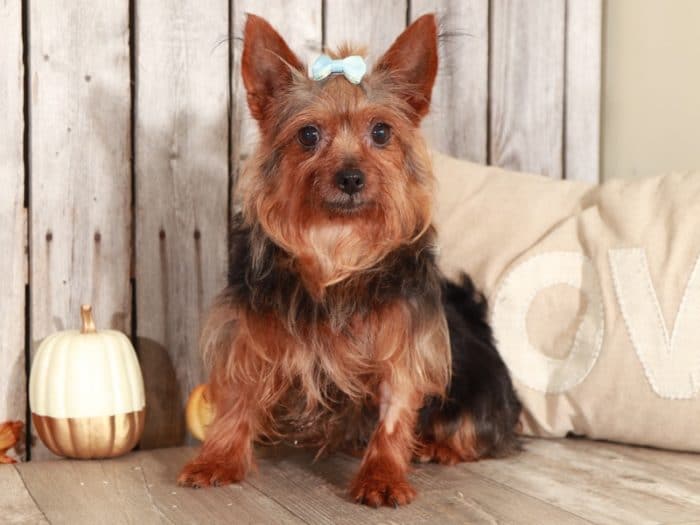 Dottie - Precious TOY Yorkie (Rescue) - Image 7