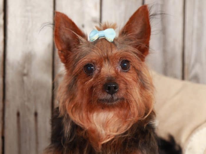 Dottie - Precious TOY Yorkie (Rescue) - Image 6