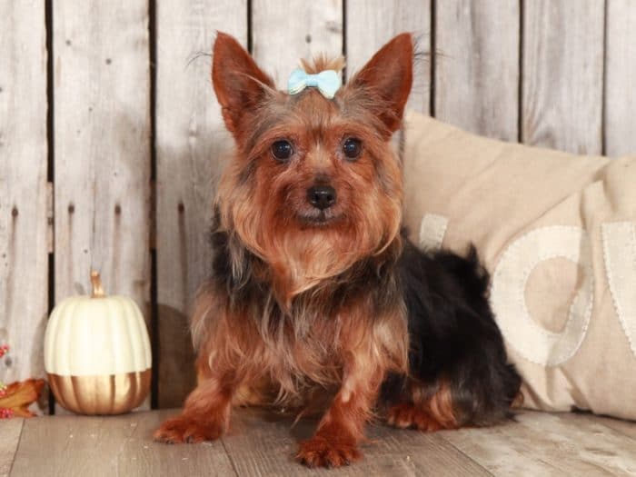 Dottie - Precious TOY Yorkie (Rescue) - Image 5