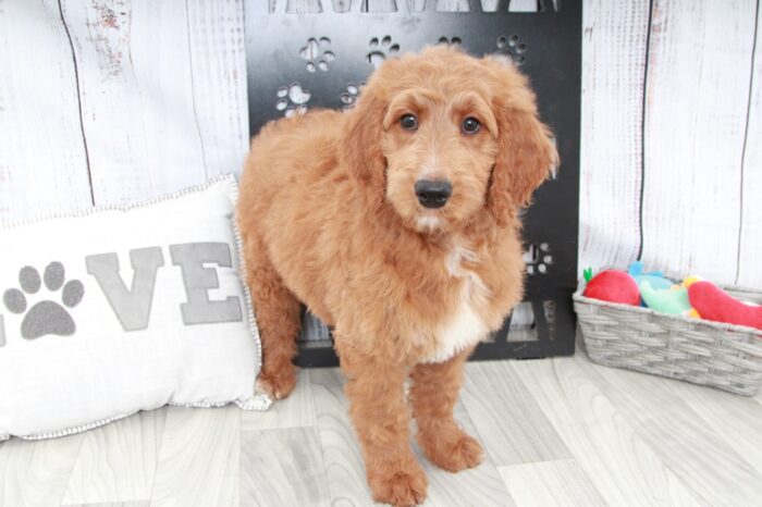 Drake - Energetic Male Goldendoodle Puppy