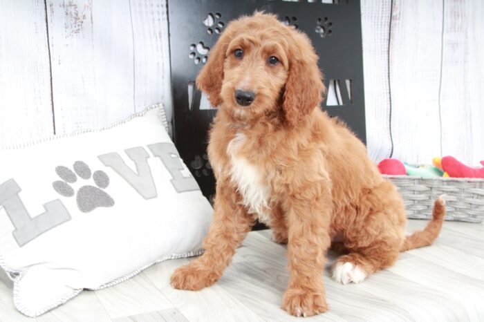 Drake - Energetic Male Goldendoodle Puppy - Image 2