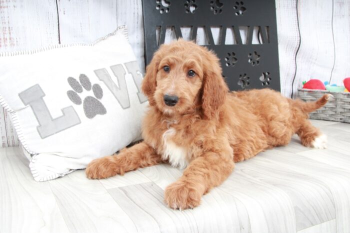 Drake - Energetic Male Goldendoodle Puppy - Image 4