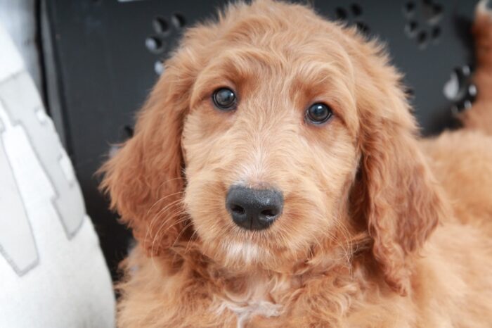 Drake - Energetic Male Goldendoodle Puppy - Image 3