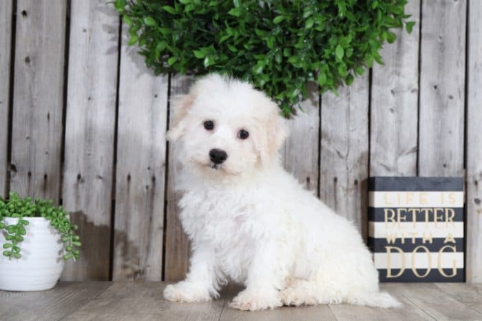 Dug - Playful male Bichon