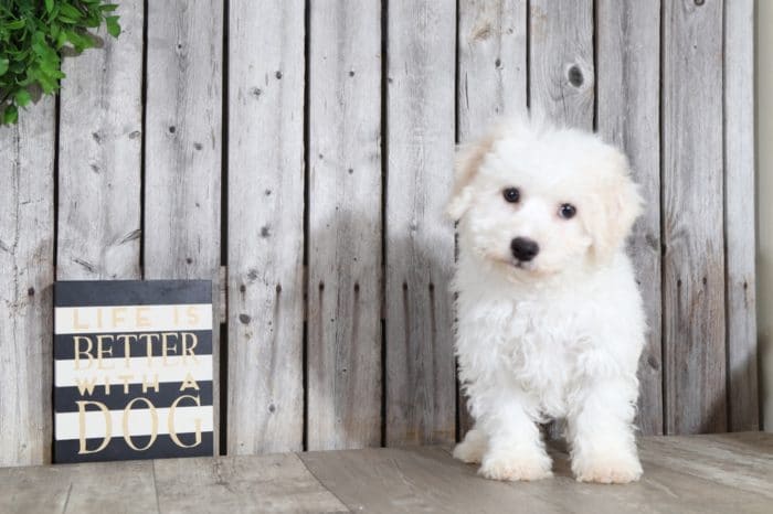 Dug - Playful male Bichon - Image 4